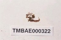 藏品(雙燈苔)的圖片